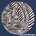 Zebras Drinking Water In The Cycle Of Life